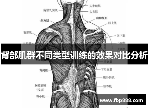 背部肌群不同类型训练的效果对比分析